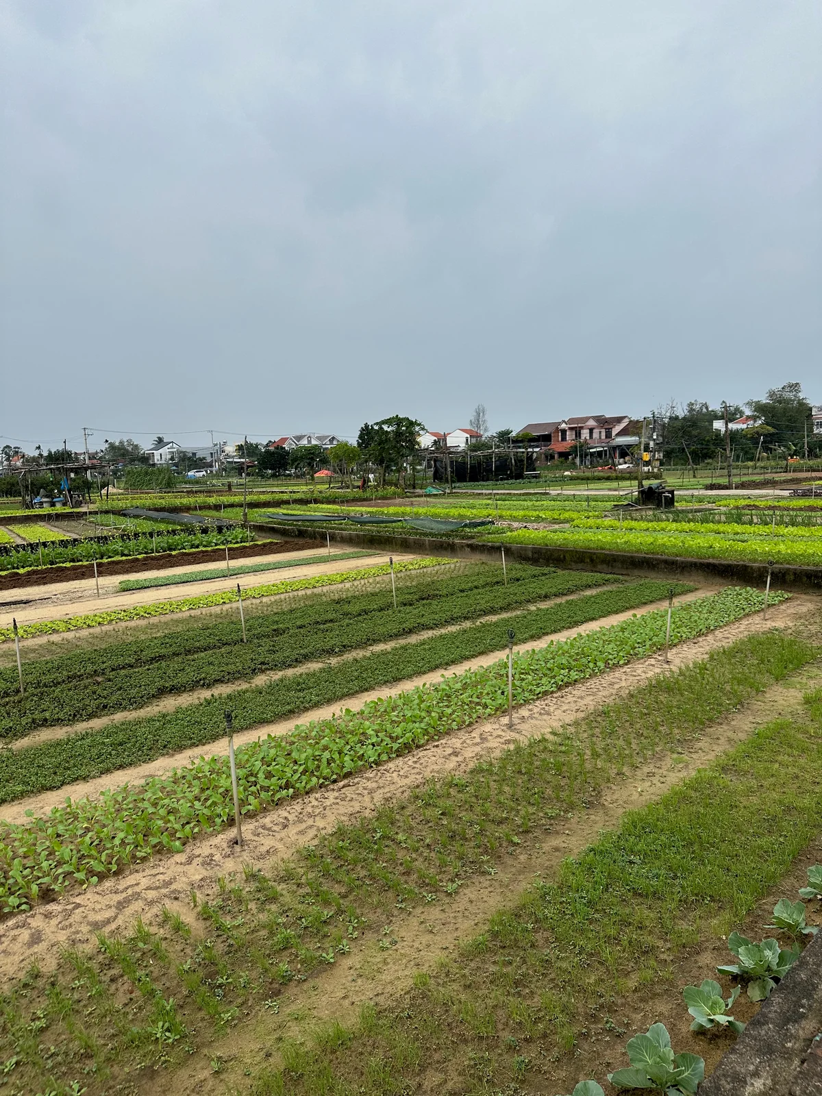 Rows of vegetables and garden paths in Hoi An